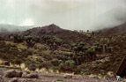 An den Horombo Huts (3700 m)